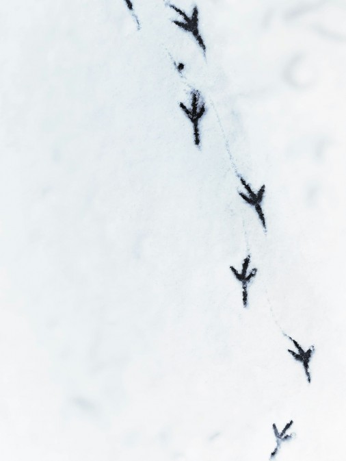 Spuren im Schnee